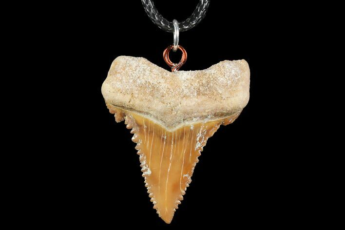 Fossil Shark (Palaeocarcharodon) Tooth Necklace -Morocco #110203